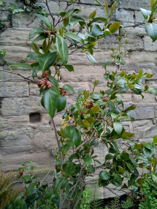 Camellia japonica
