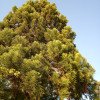 Cryptomeria japonica