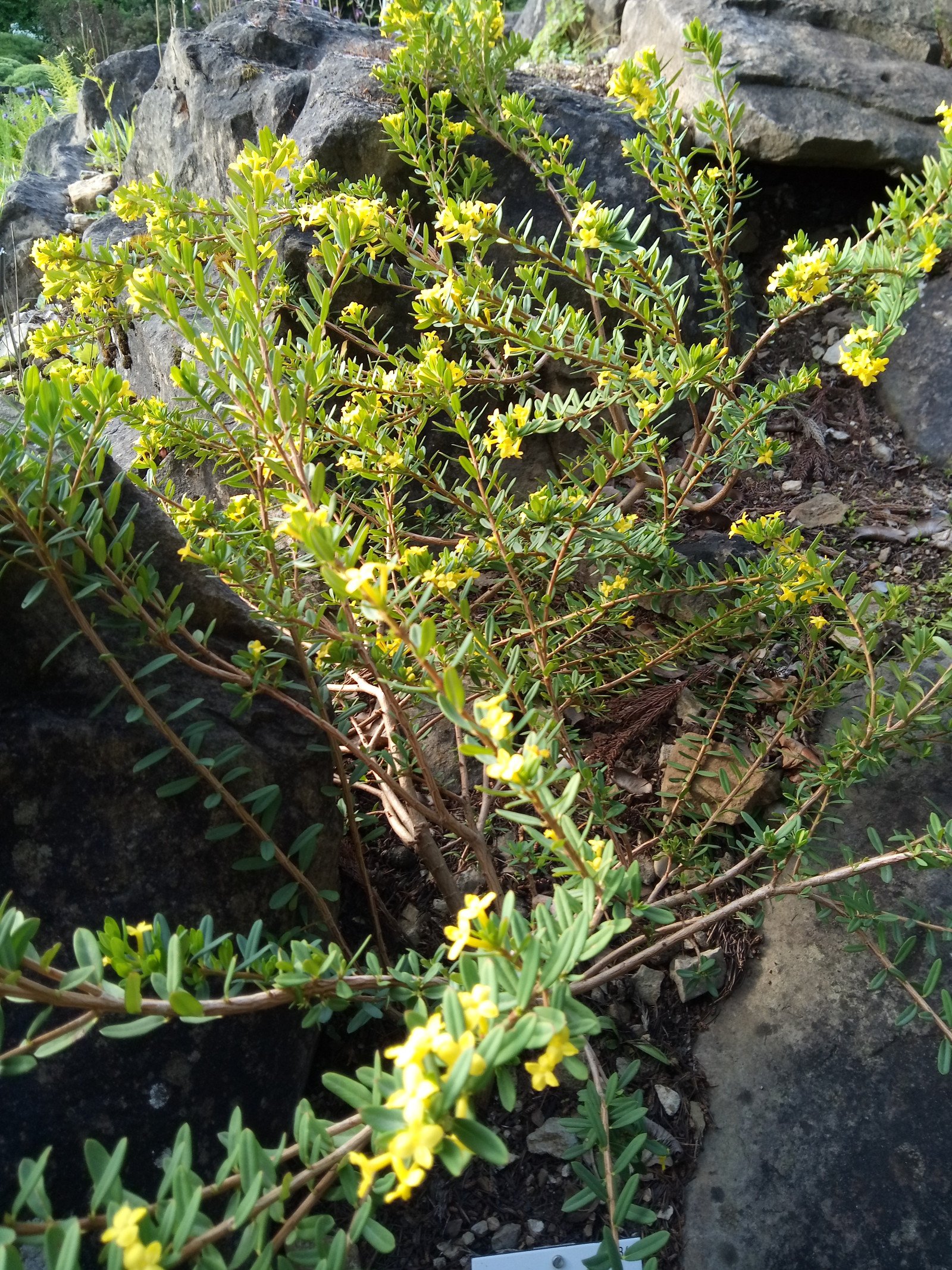 Daphne aurantiaca - Entire plant