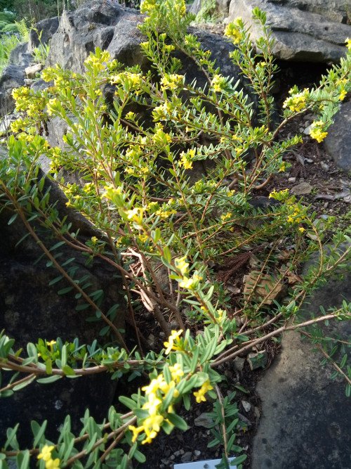 Daphne aurantiaca