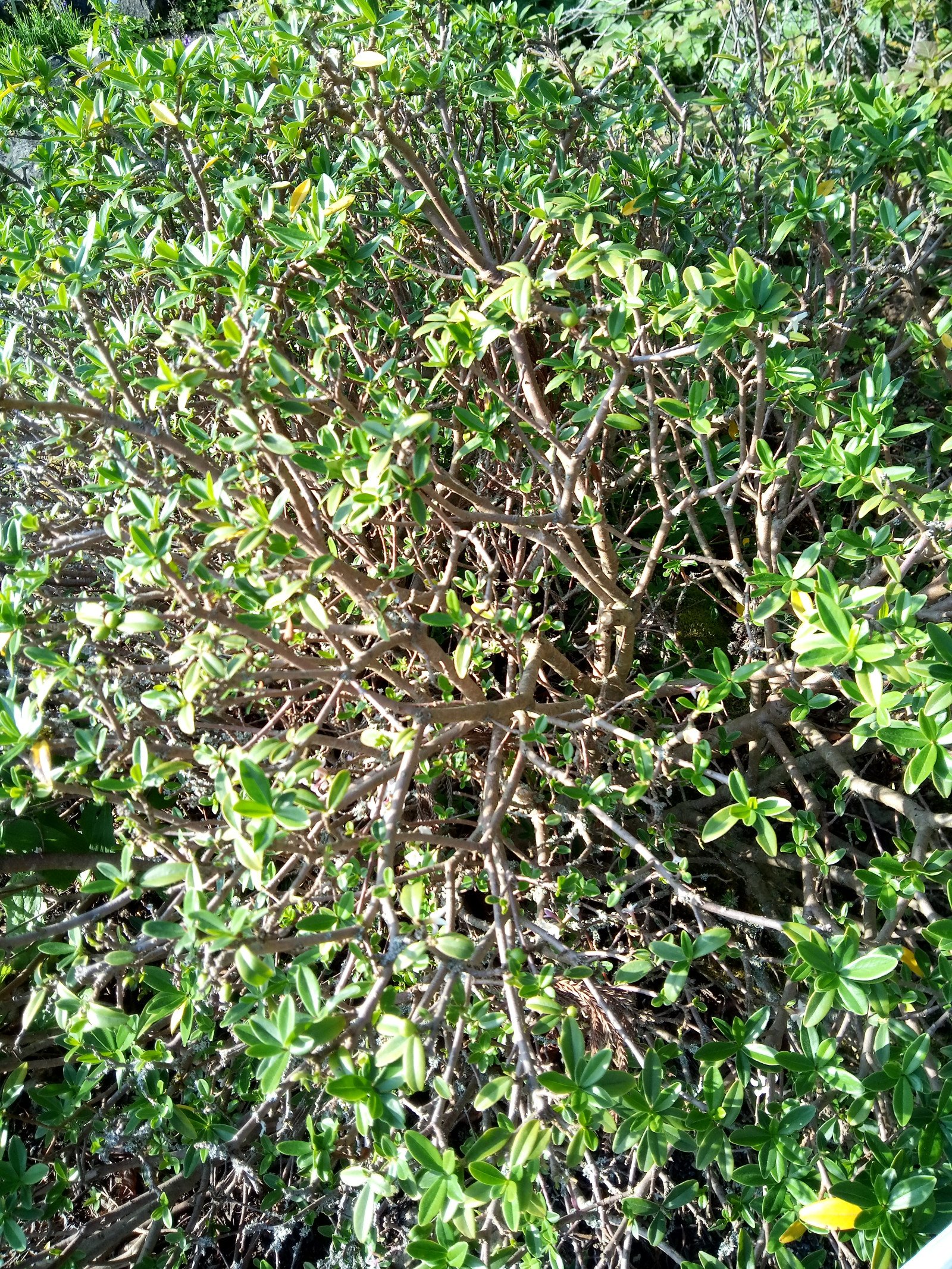 Daphne tangutica - Entire plant