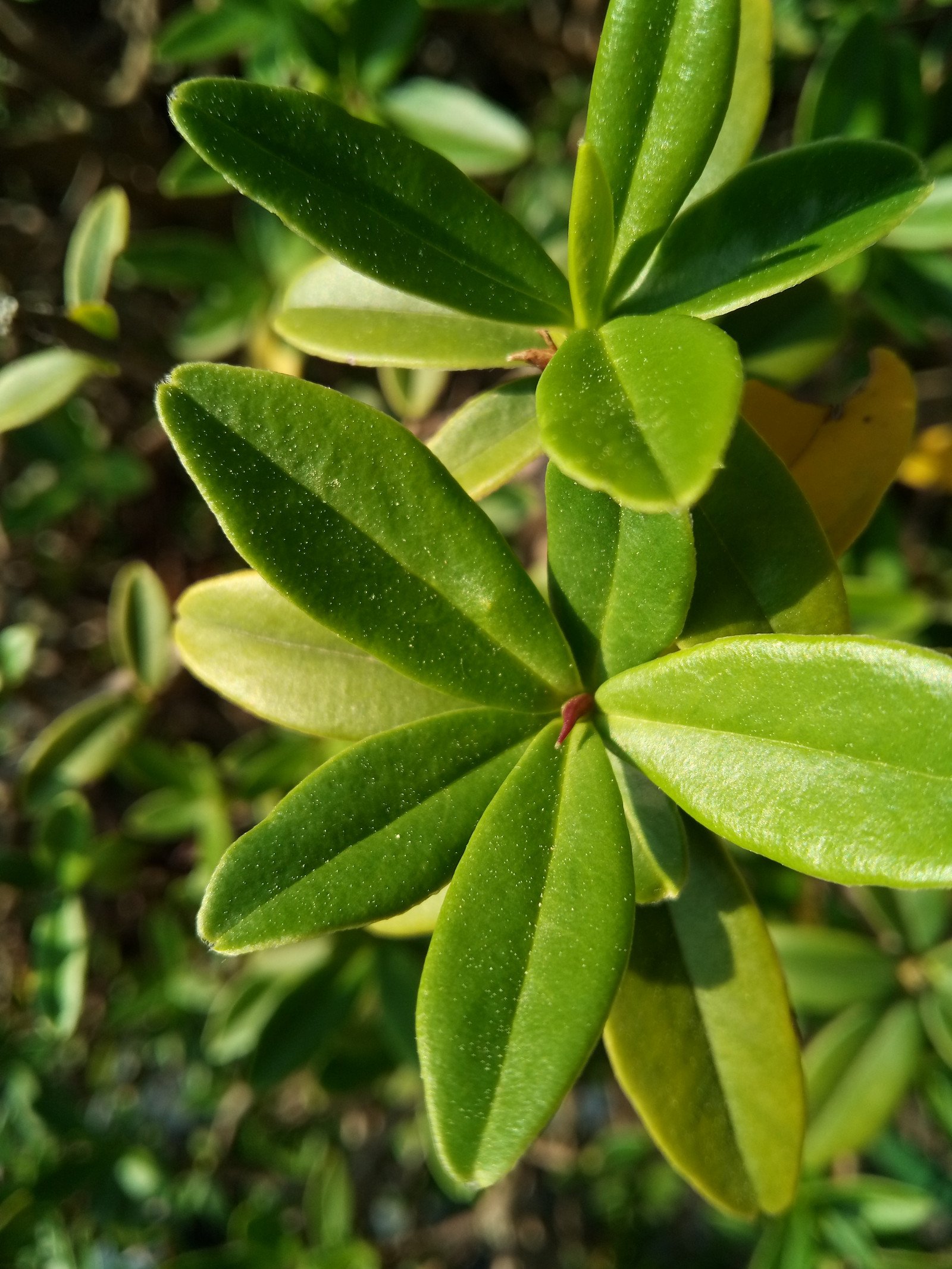 Daphne tangutica - Leaf