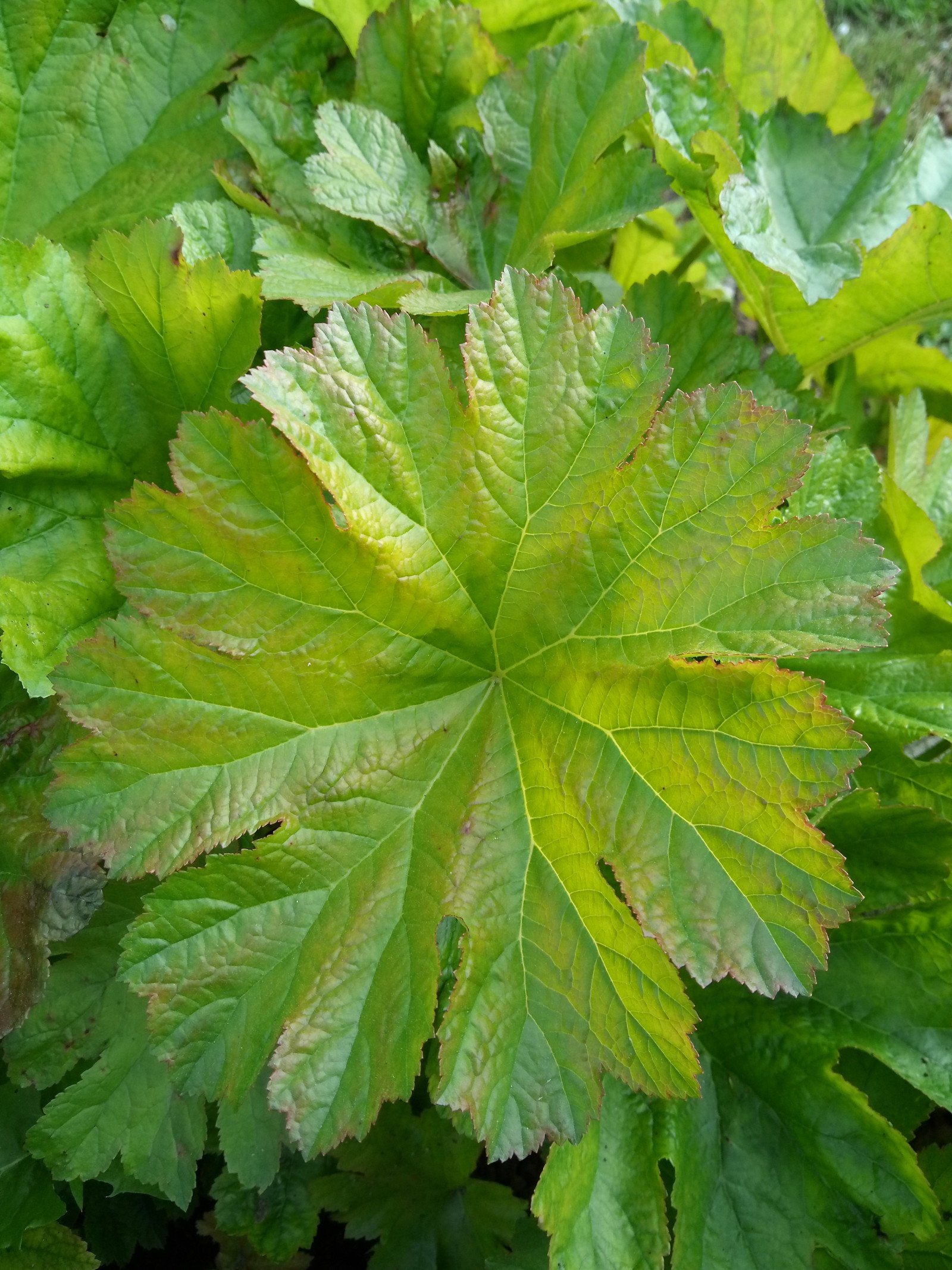 Darmera peltata - Leaf