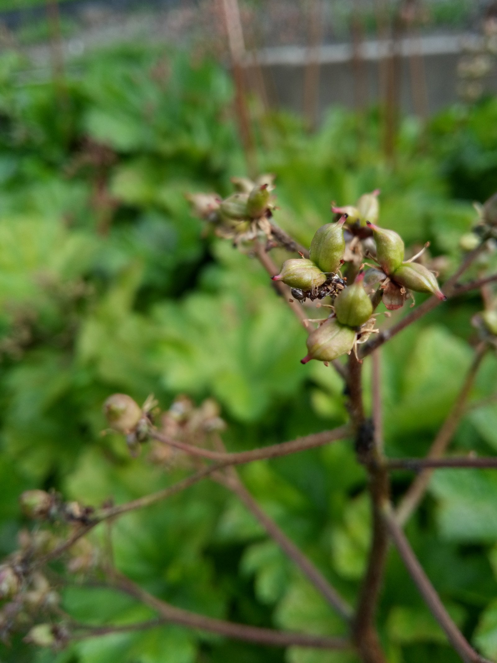 Darmera peltata - Aerial parts