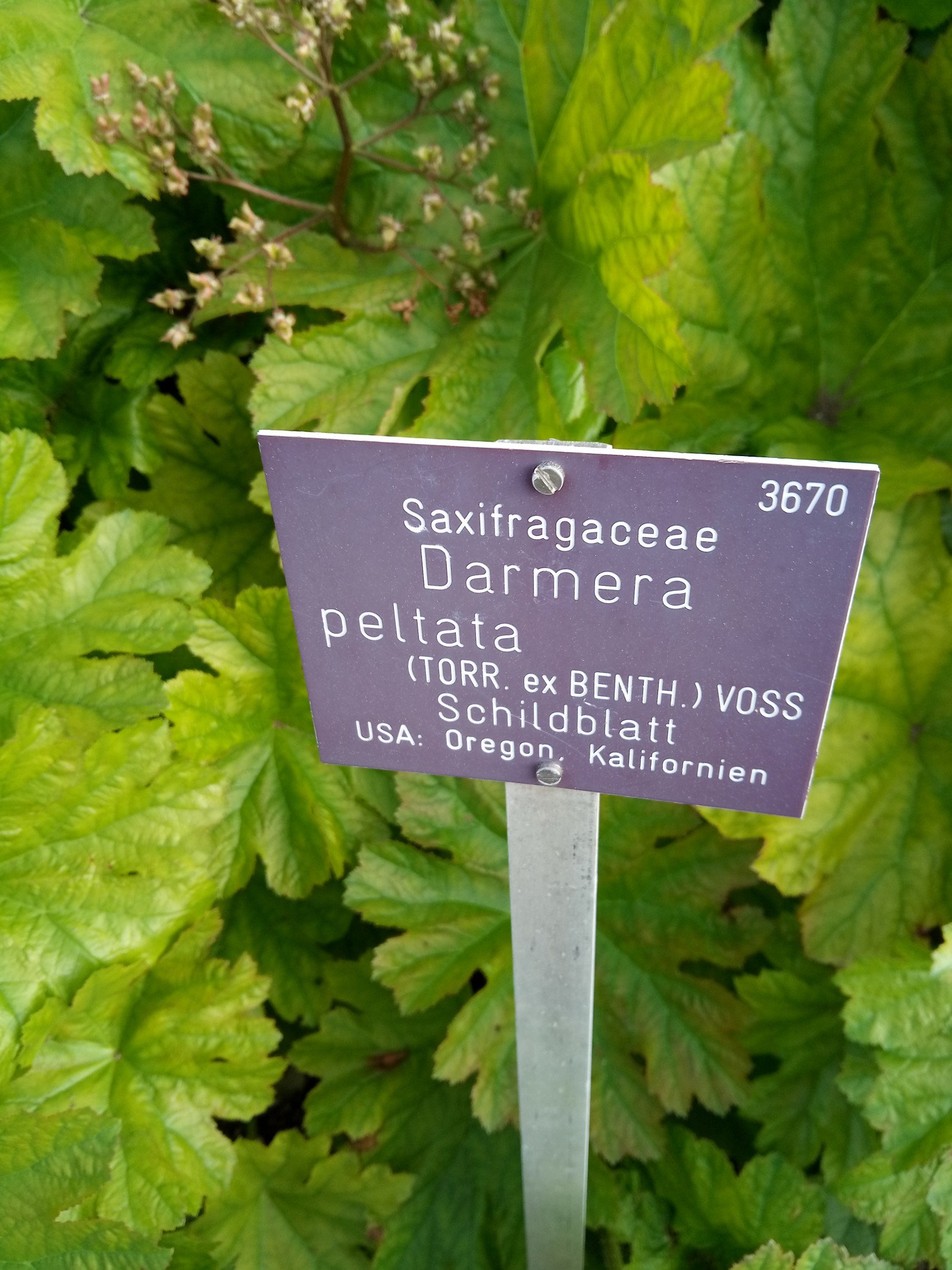 Darmera peltata - Entire plant