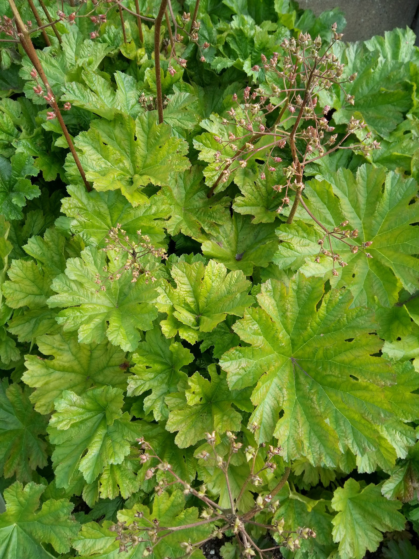 Darmera peltata - Entire plant