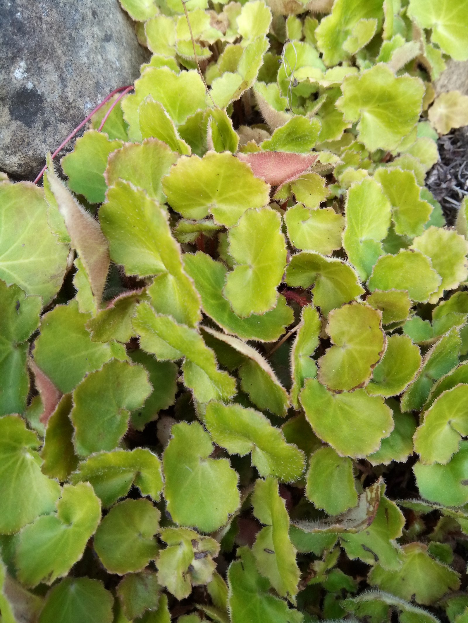Draba tibetica - Entire plant Draba tibetica - Entire plant