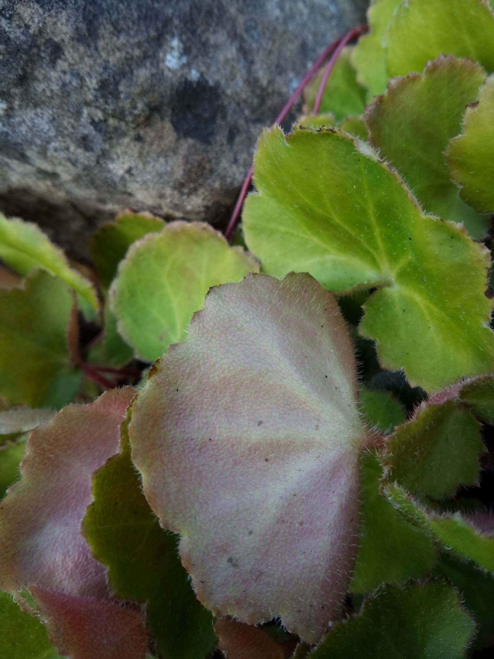 Draba tibetica - Leaf Draba tibetica - Leaf