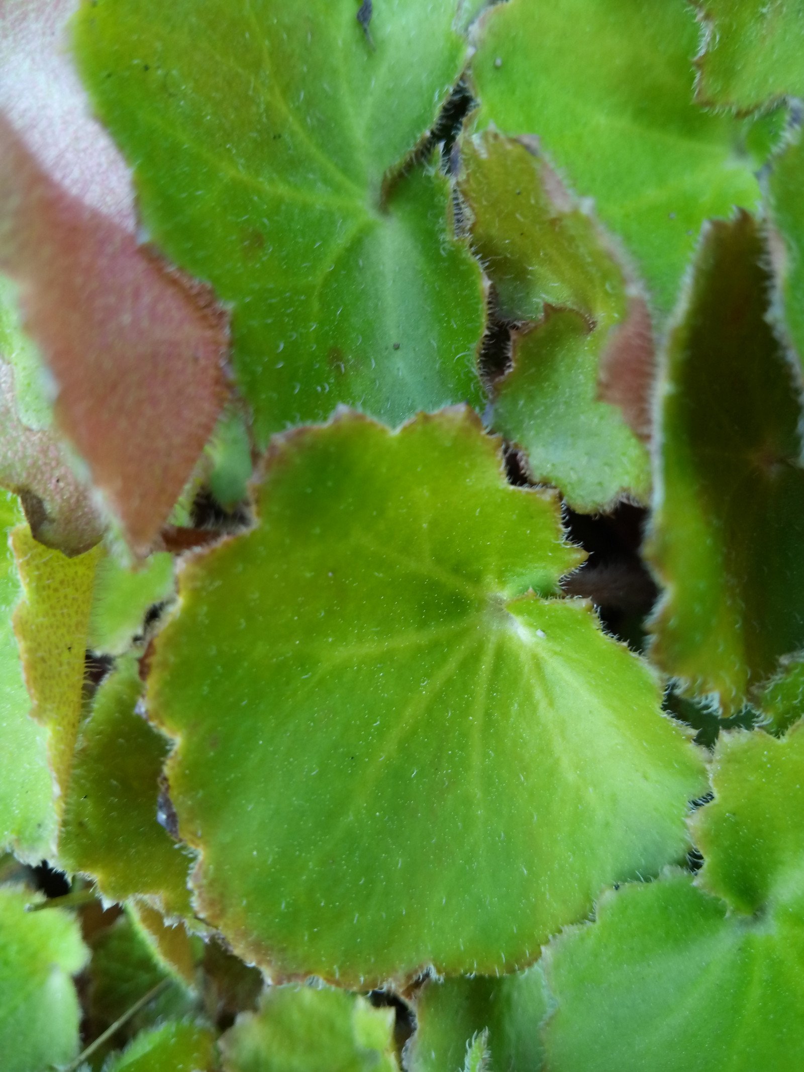 Draba tibetica - Leaf Draba tibetica - Leaf