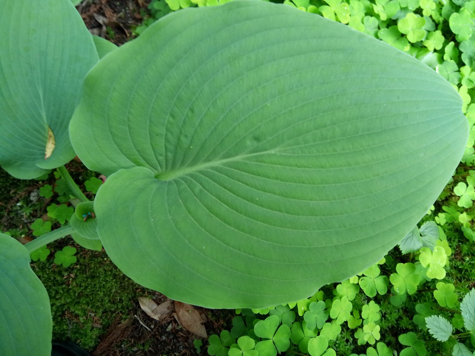 Hosta sieboldiana - Leaf