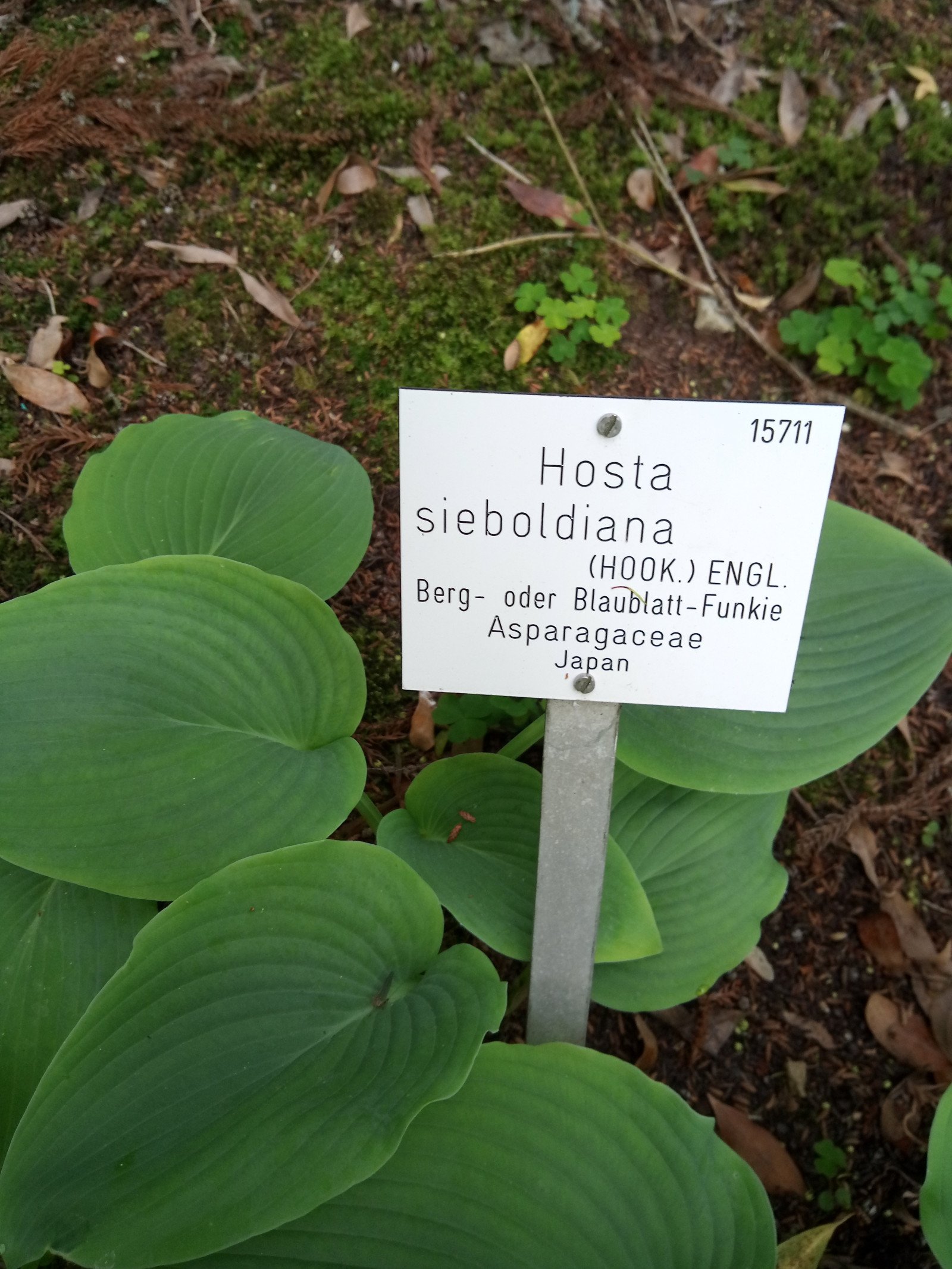 Hosta sieboldiana - Entire plant