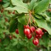Enkianthus cernuus