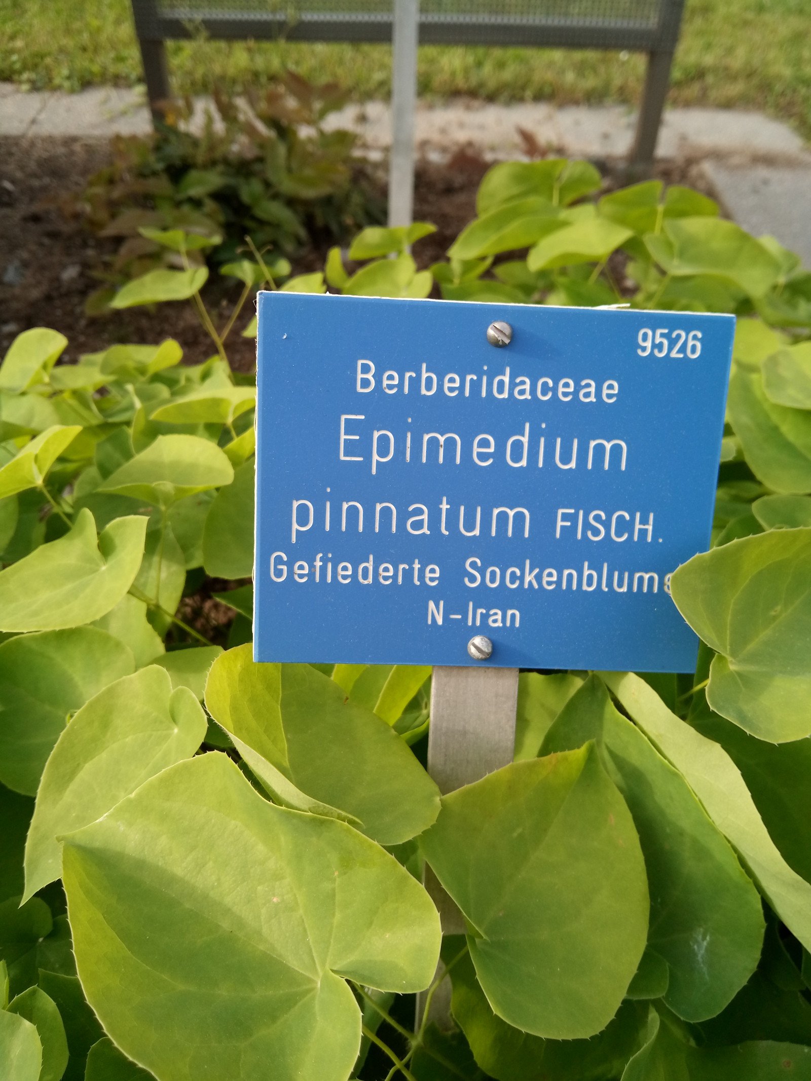 Epimedium pinnatum - Entire plant