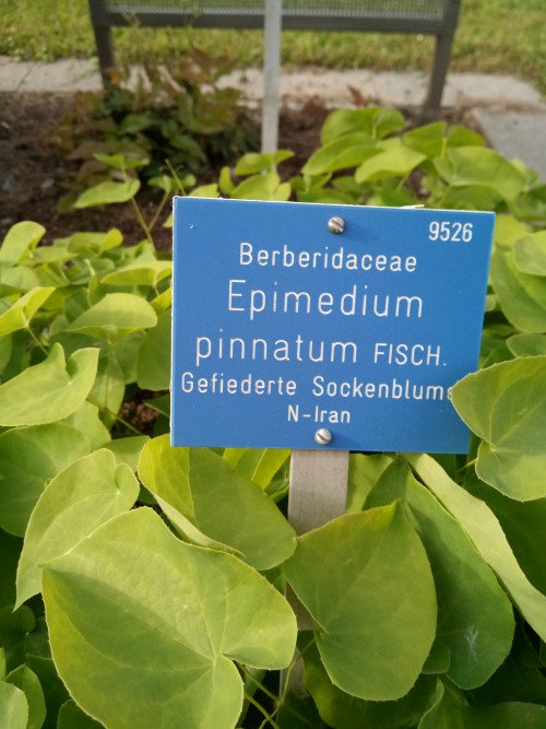 Epimedium pinnatum