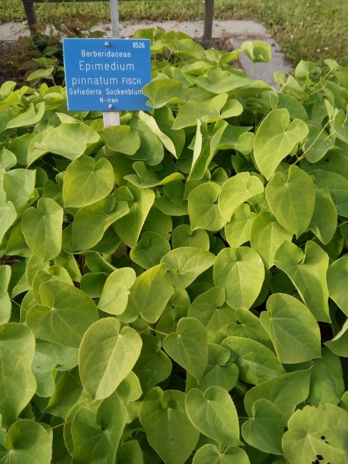 Epimedium pinnatum