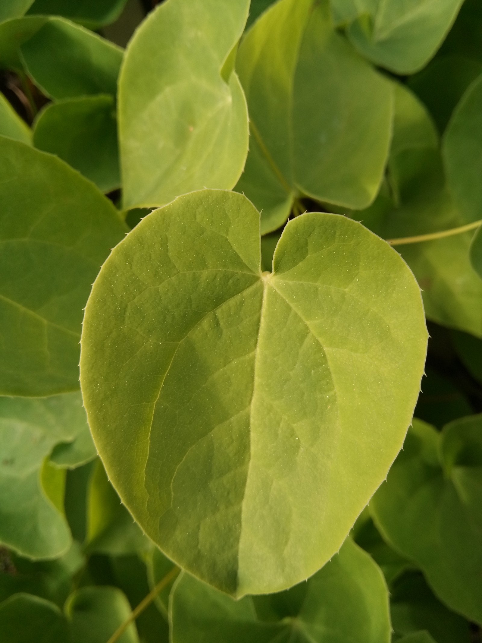 Epimedium pinnatum - Leaf
