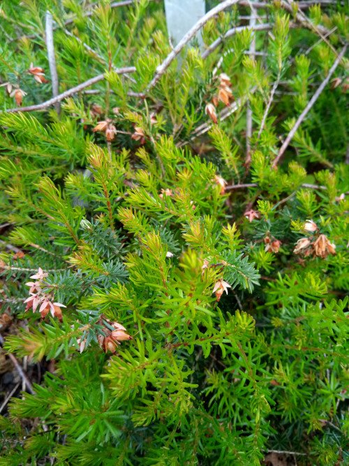 Erica carnea