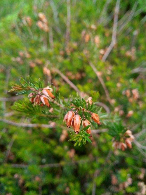 Erica carnea