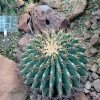 Ferocactus emoryi