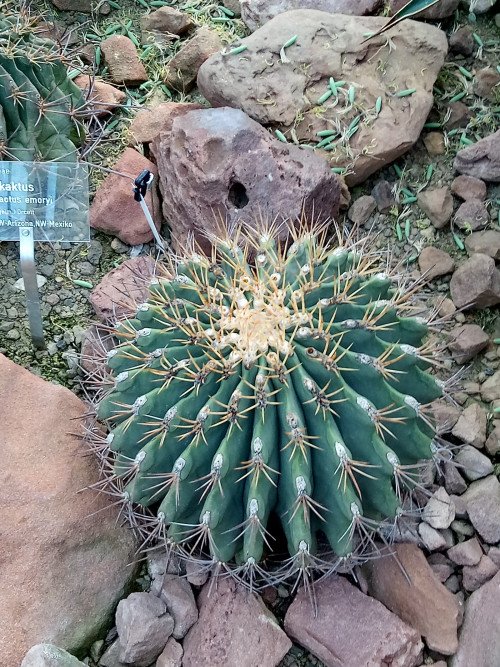 Ferocactus emoryi