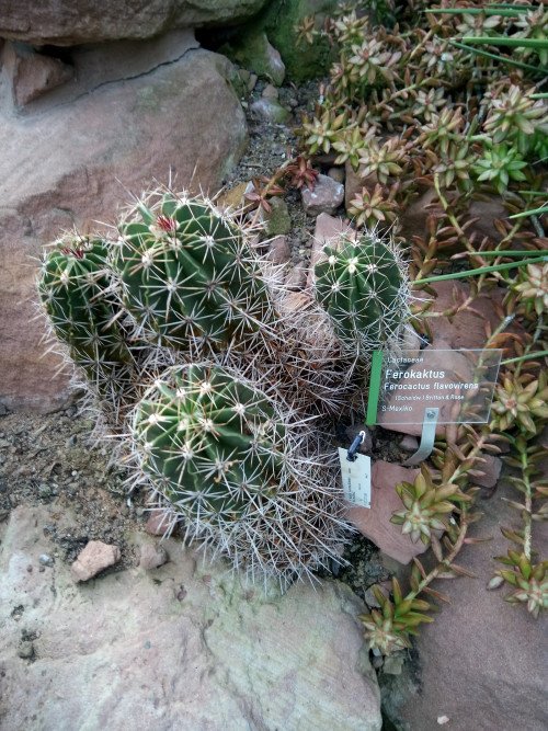 Ferocactus flavovirens
