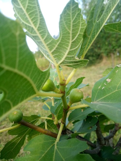Ficus carica