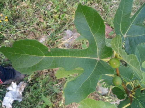 Ficus carica