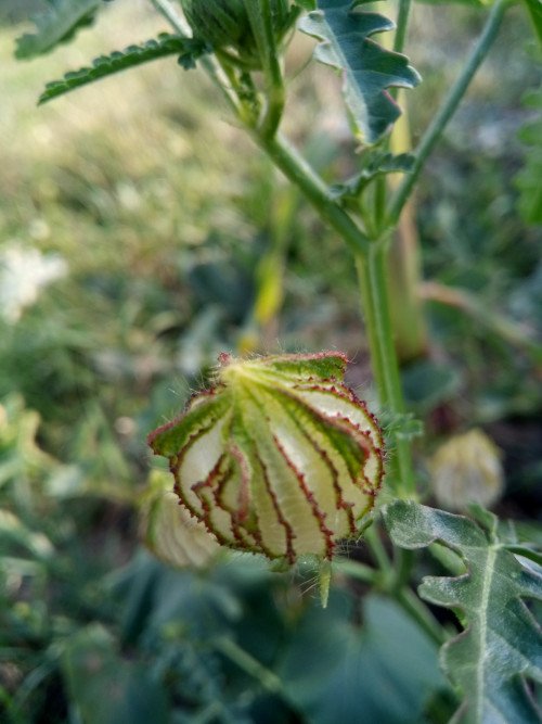 Hibiscus trionum