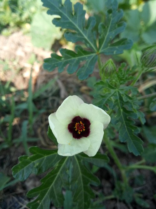 Hibiscus trionum