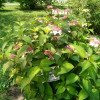 Hydrangea macrophylla
