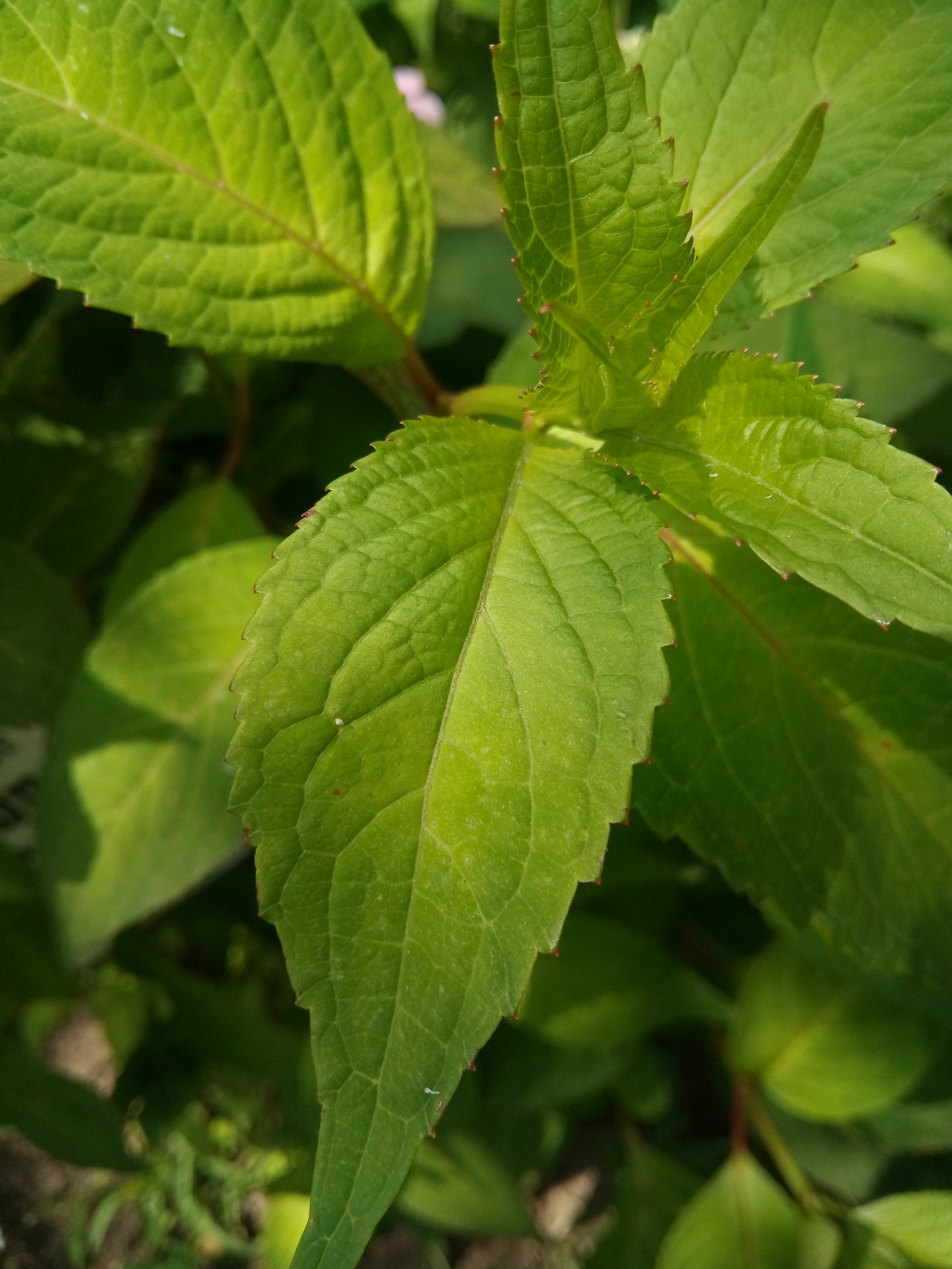 Hydrangea macrophylla - Leaf