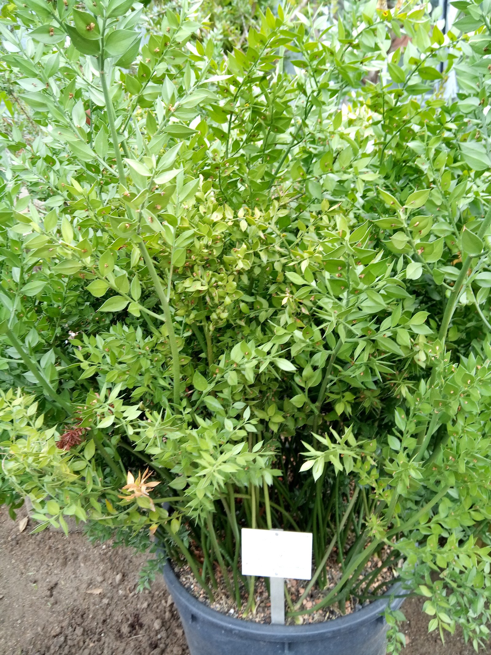 Ruscus aculeatus - Entire plant