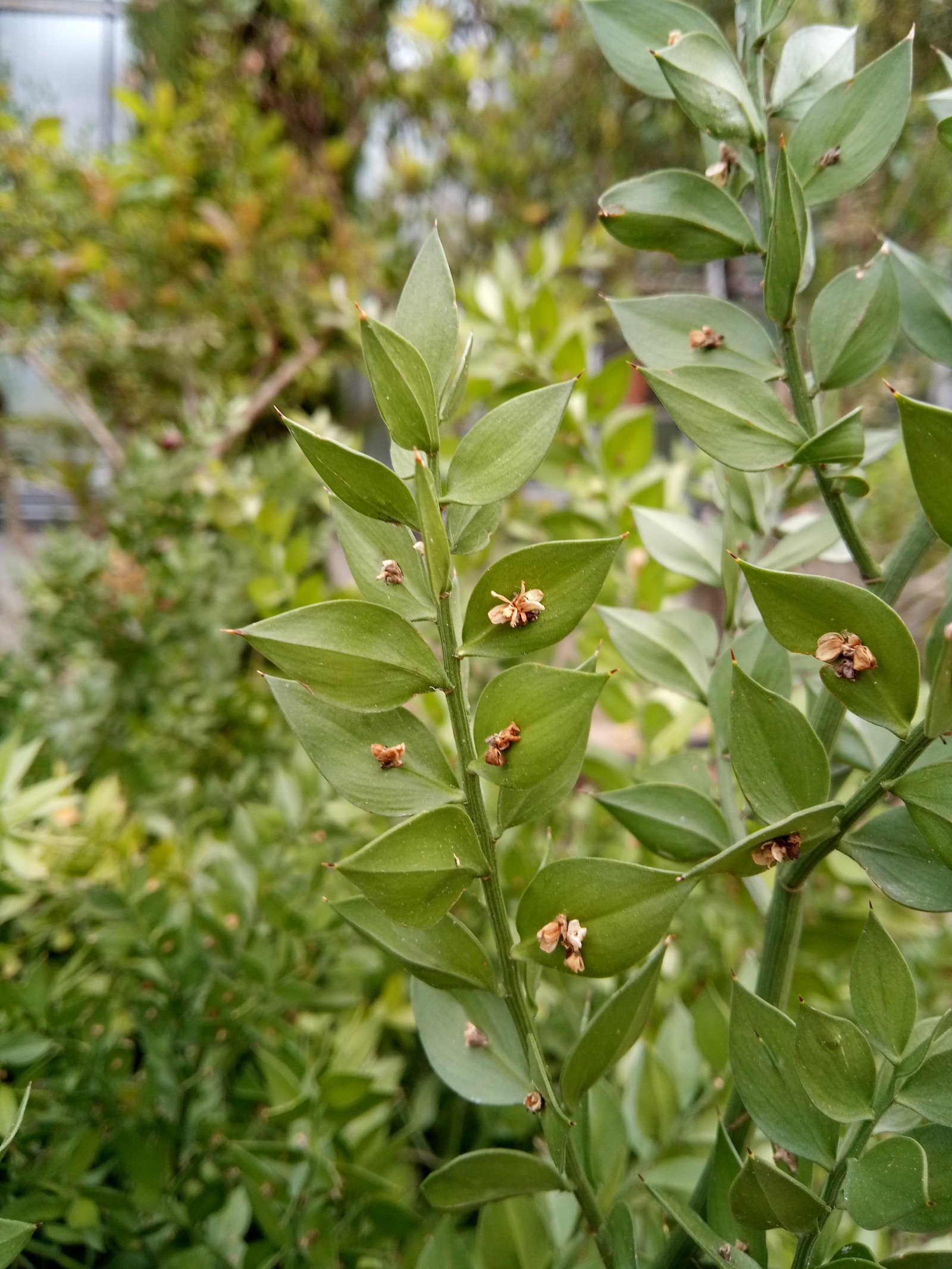 Ruscus aculeatus - Aerial parts