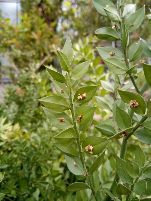 Ruscus aculeatus