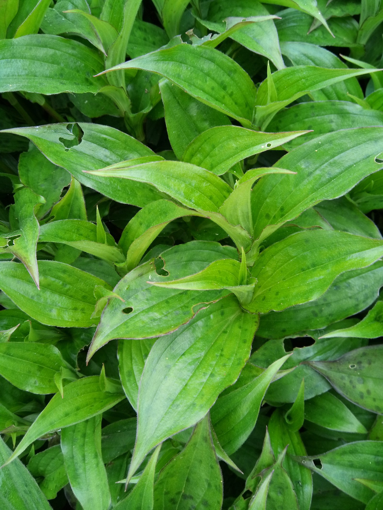 Tricyrtis formosana - Entire plant