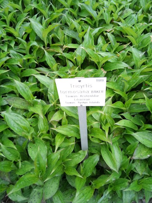 Tricyrtis formosana