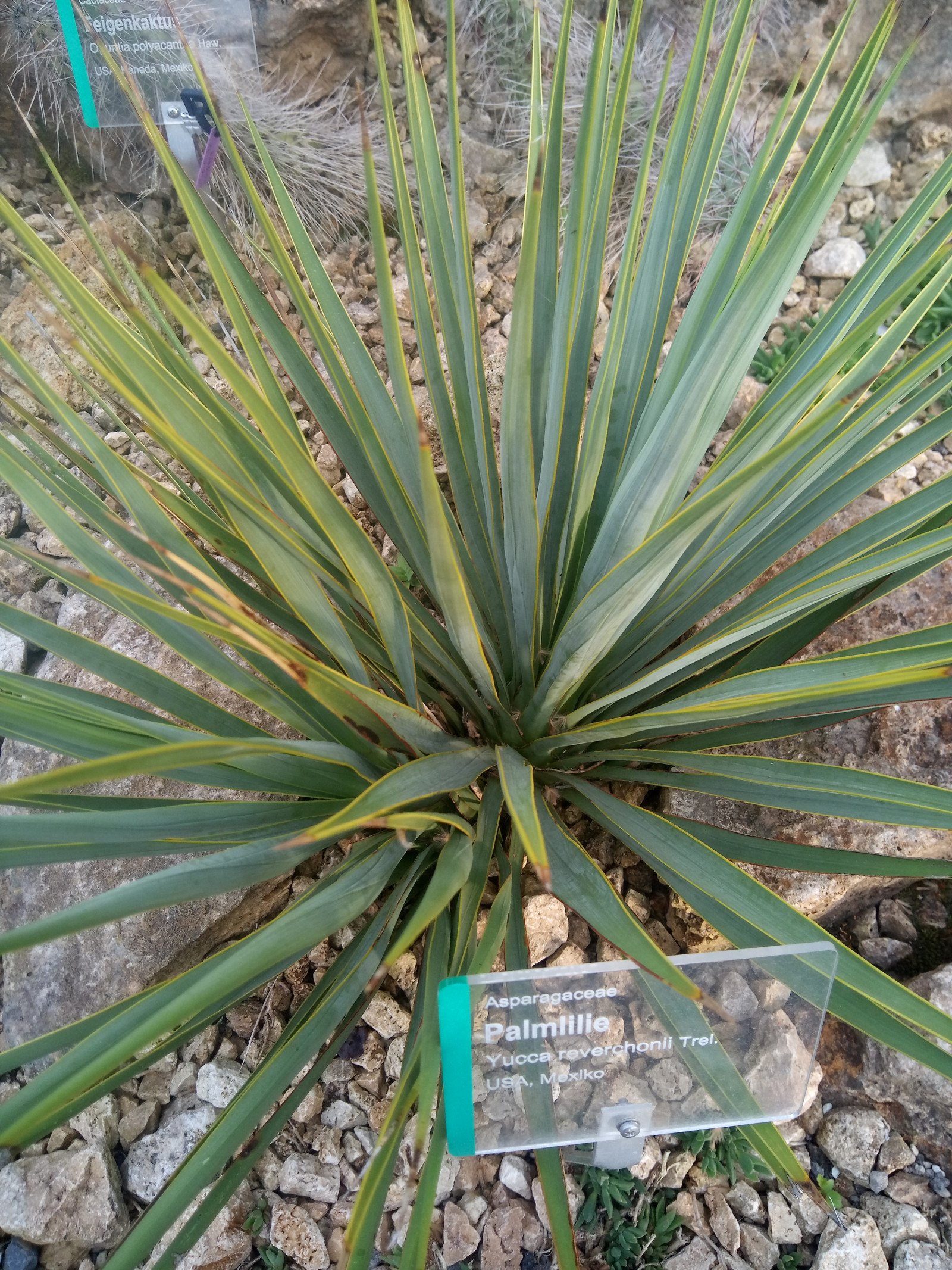 Yucca reverchonii - Entire plant