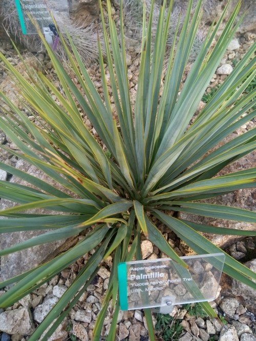 Yucca reverchonii