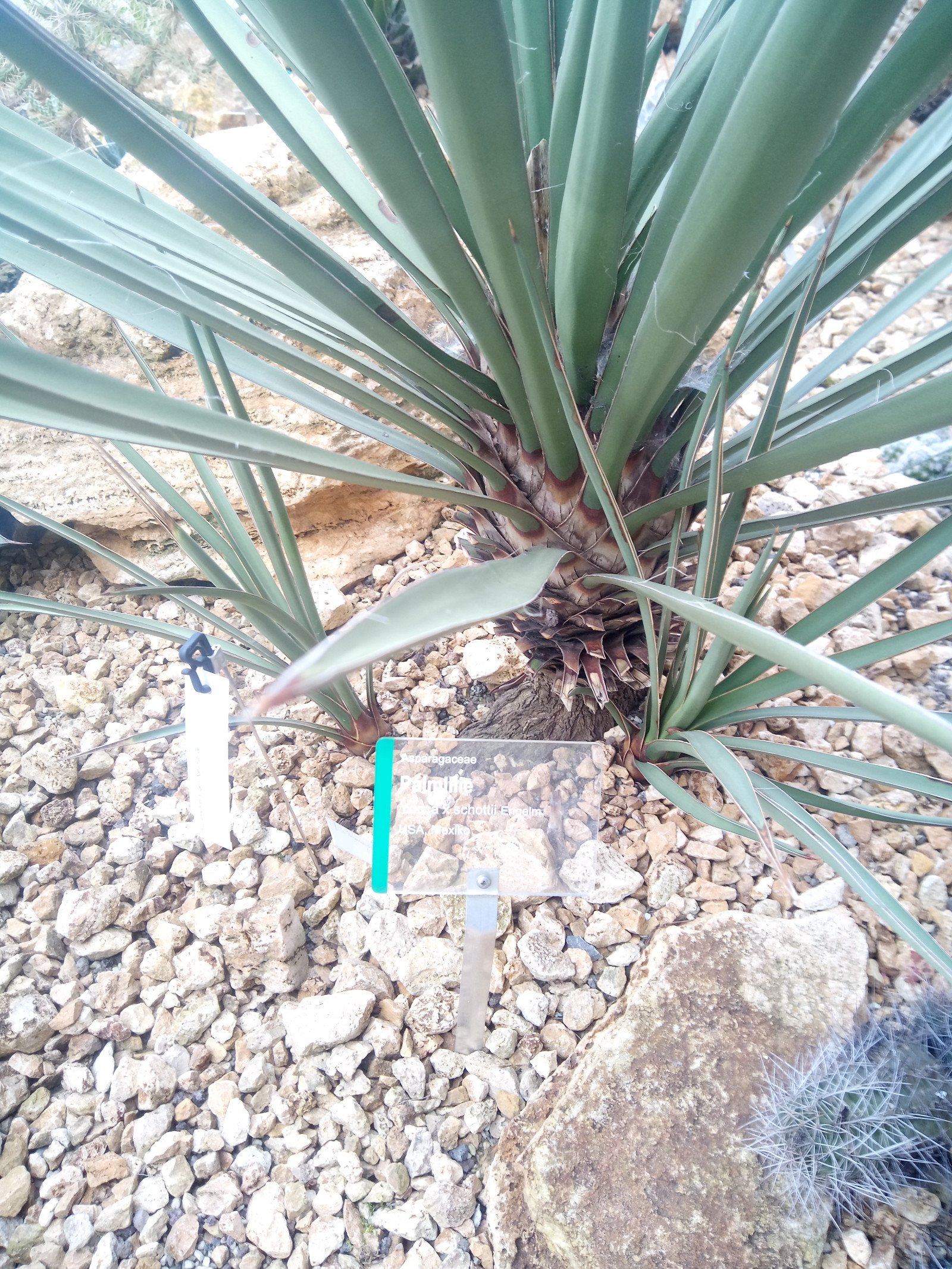 Yucca × schottii - Entire plant