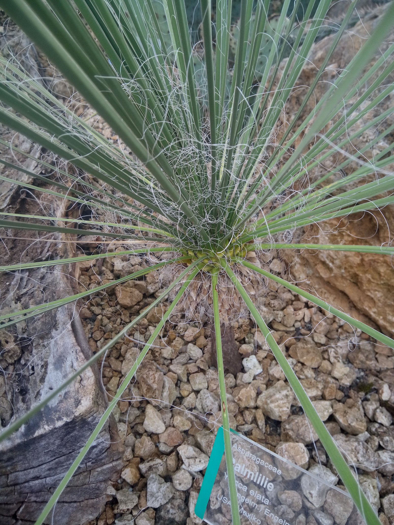 Yucca elata - Entire plant