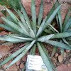 Agave macroacantha