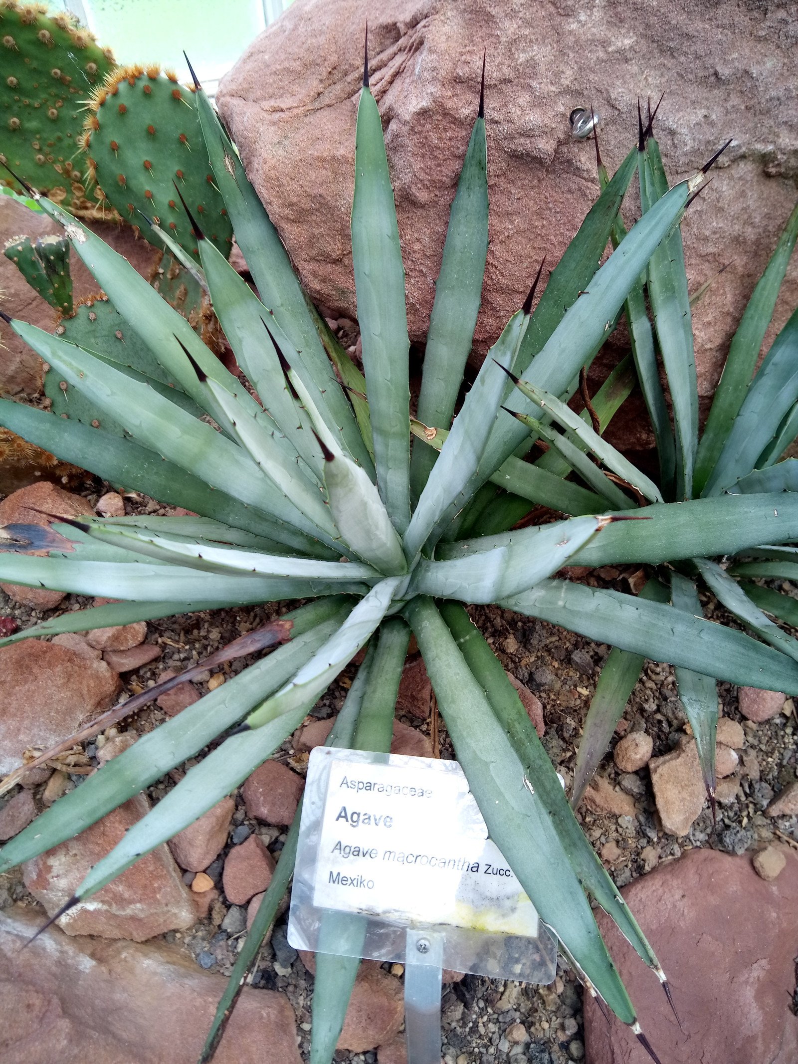 Agave macroacantha - Entire plant
