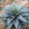 Agave ovatifolia