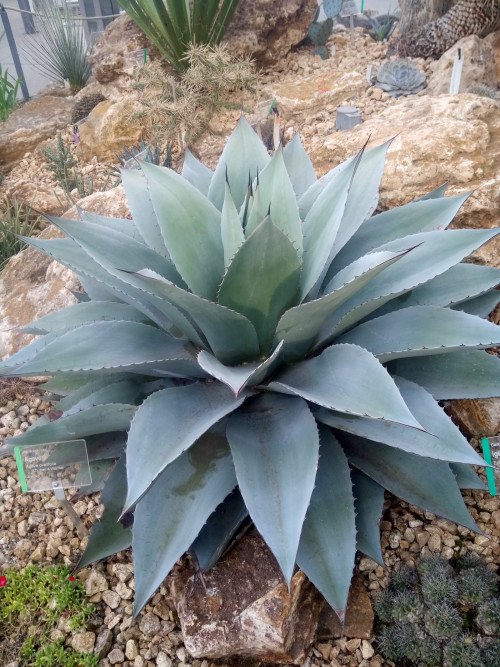 Agave ovatifolia