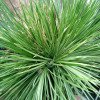 Agave striata