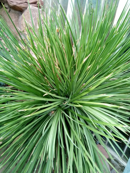 Agave striata