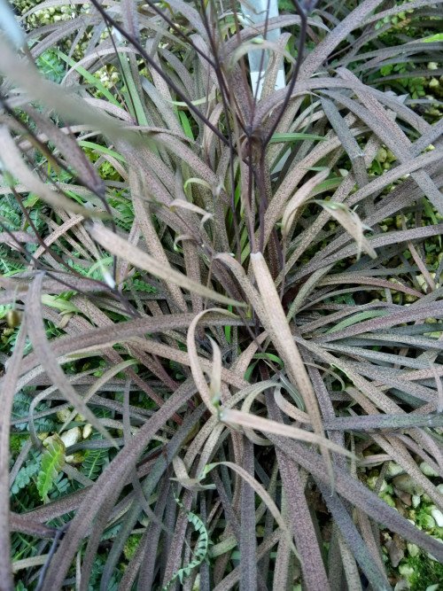Arthropodium candidum