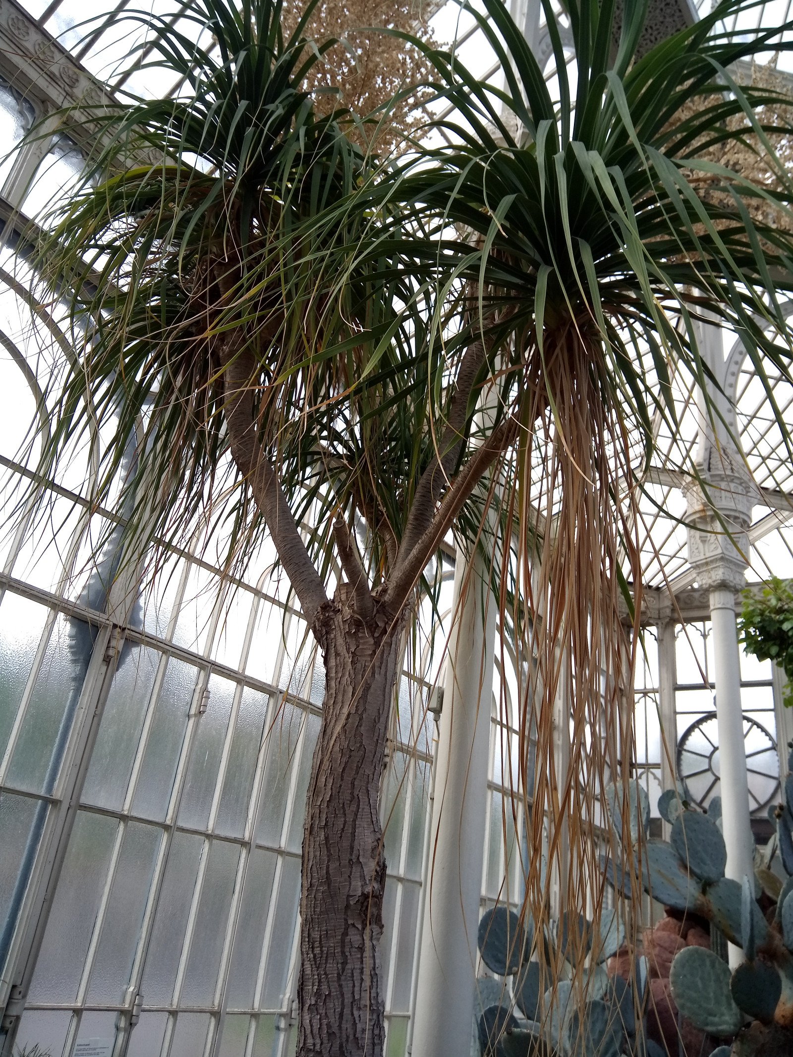 Beaucarnea recurvata - Entire plant