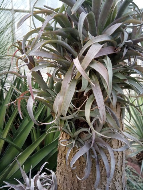 Beaucarnea recurvata