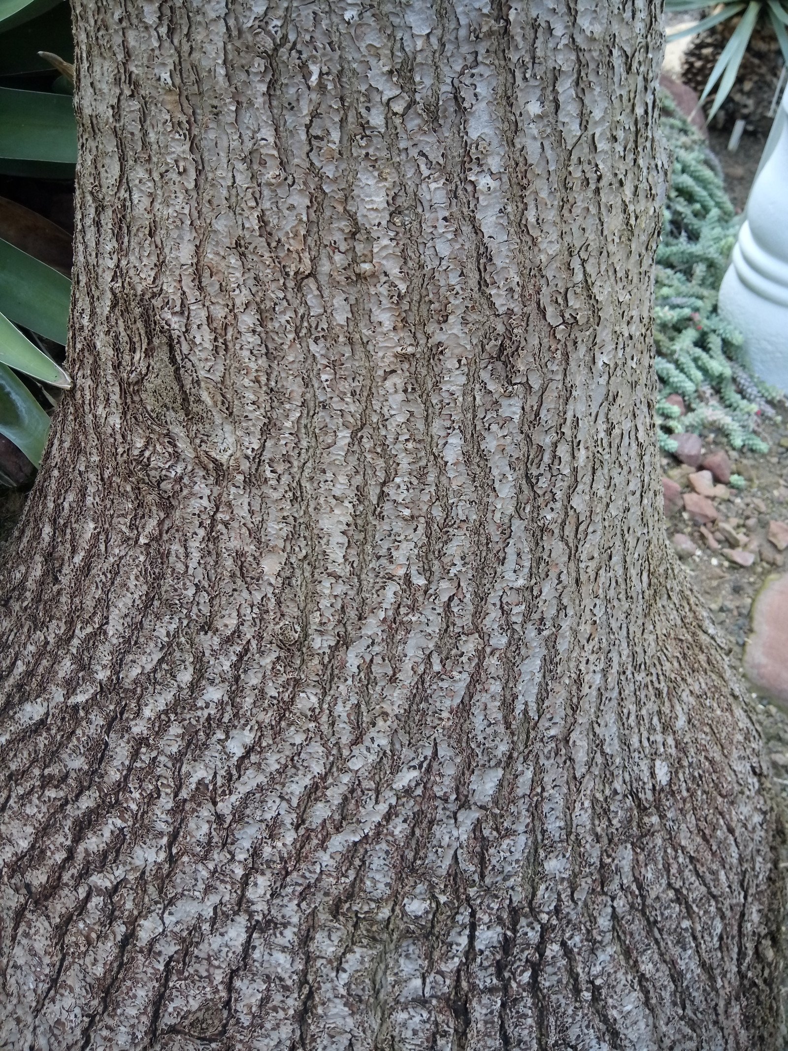 Beaucarnea recurvata - Bark